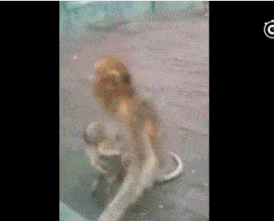 女友|搞笑GIF:能在湖面上跑那么远也是神人