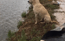 懂行|请问懂行的小伙伴们，这比赛的是接力还是标枪