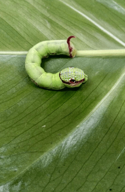 侄子|人狠话不多，社会哥