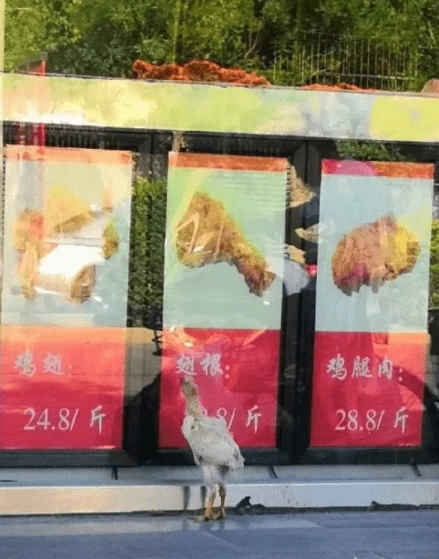 大爷|这是在沥青脱毛吗？