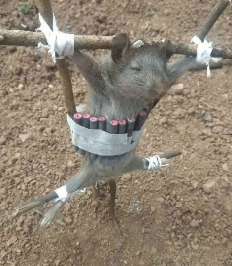 走法|你是猴子中的富二代吗