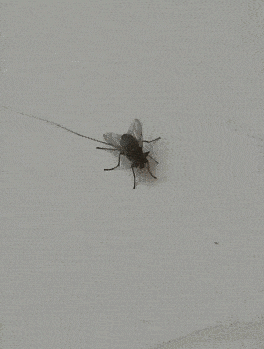 大爷|这是在沥青脱毛吗？