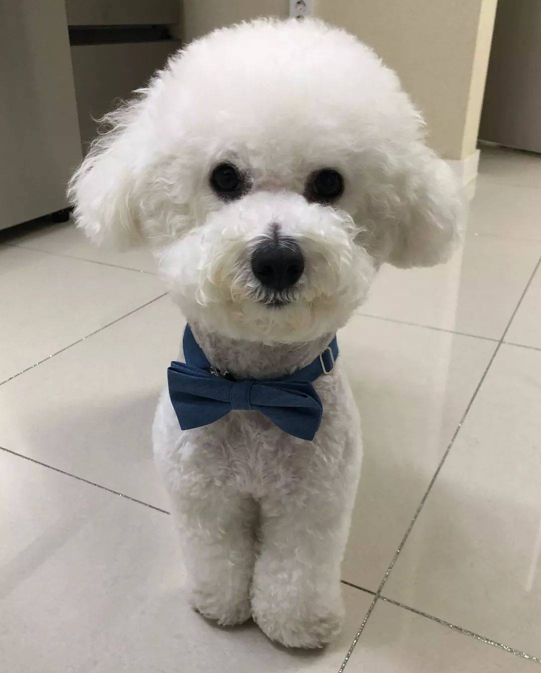 女主人|“我被家暴了,不是老公,是家里的狗!”