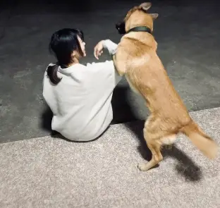 女主人|“我被家暴了,不是老公,是家里的狗!”