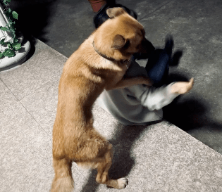 女主人|“我被家暴了,不是老公,是家里的狗!”