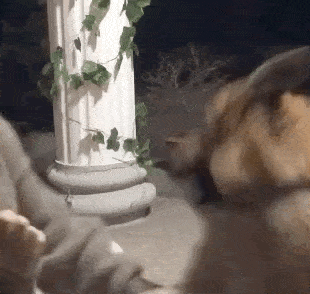 女主人|“我被家暴了,不是老公,是家里的狗!”