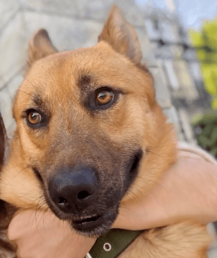 女主人|“我被家暴了,不是老公,是家里的狗!”