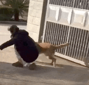 女主人|“我被家暴了,不是老公,是家里的狗!”