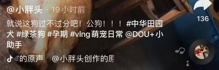 女主人|“我被家暴了,不是老公,是家里的狗!”