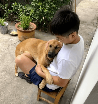 女主人|“我被家暴了,不是老公,是家里的狗!”