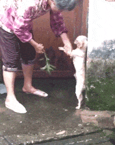 表嫂|说出来没人会相信,我曾经戏耍过老虎