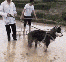 哥们|艺高人胆大,隔着墙大羽毛球,也真亏这哥们能想的出来