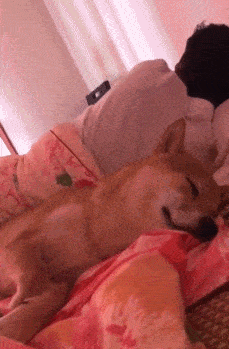 卫星|从家里床上睡觉的位置就知道家庭地位的悬殊了!