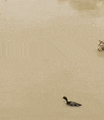 表嫂|说出来没人会相信,我曾经戏耍过老虎