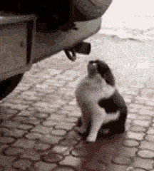 妹子|下雪后开车要注意后方追尾