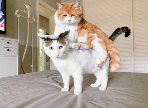 哥们|艺高人胆大,隔着墙大羽毛球,也真亏这哥们能想的出来