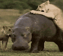 螃蟹|笑话别人的小伙子，估计跪下的机会都没有