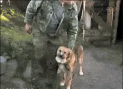 辣椒面|回到家以后变成了这样，二哈还能要吗？