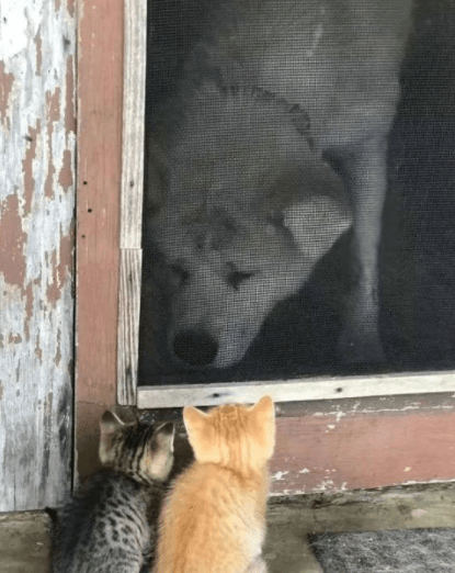 妹子|这年头没点手艺，还真不敢出来得瑟