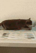 妹子|这年头没点手艺，还真不敢出来得瑟