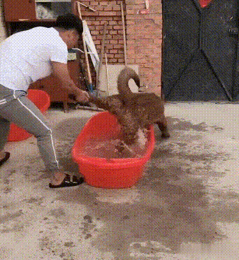 老婆|爆笑GIF：请收下我的膝盖，以后有你受的