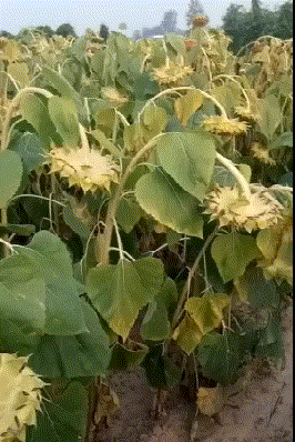 大号|开心笑话：邻居家是一对小夫妻，开着门在吃火锅