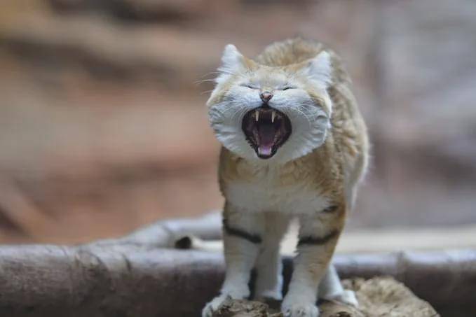 胎毛|我可真是太凶太可怕啦，凶完觉得自己还真是有点帅呢