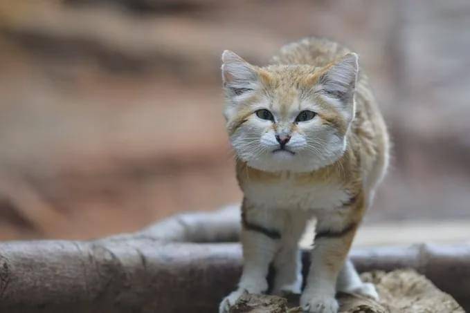 胎毛|我可真是太凶太可怕啦，凶完觉得自己还真是有点帅呢