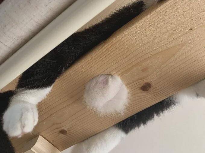 胎毛|我可真是太凶太可怕啦，凶完觉得自己还真是有点帅呢