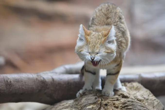 胎毛|我可真是太凶太可怕啦，凶完觉得自己还真是有点帅呢