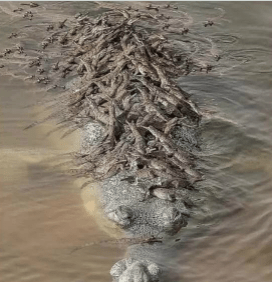 外甥女|幽默笑话：“看清楚喔！等会儿出来，别说我偷了你们的猴子！”……