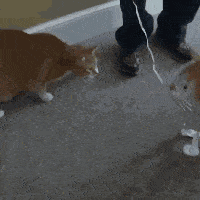 电视|GIF动图笑话:啥?你把电视弄坏了,看你妈回来怎么收拾你!