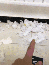 英国|搞笑GIF趣图：妹子，你别躲啊，说好的信任去哪了