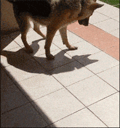 电视|GIF动图笑话:啥?你把电视弄坏了,看你妈回来怎么收拾你!