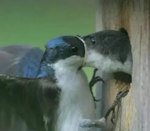 保姆|笑话：父母催婚，花八千租了个女朋友带回家，五天后她哭着要走..