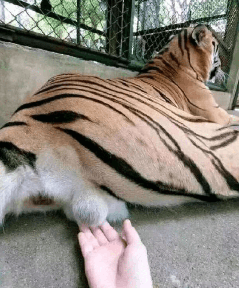 电视|GIF动图笑话:啥?你把电视弄坏了,看你妈回来怎么收拾你!