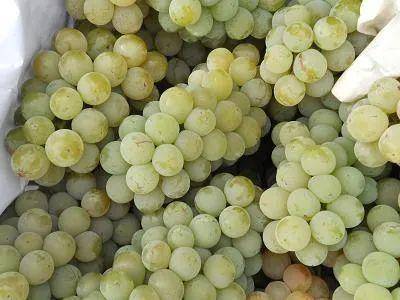 酸味|给爱吃葡萄的朋友