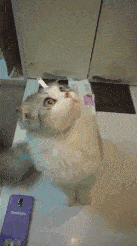 小偷|这么严肃的时刻怎么能掉链子呢?