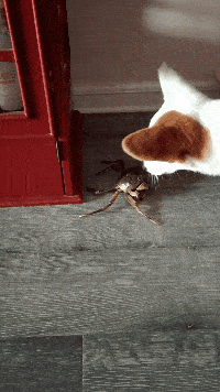 辣椒|第一次上女友家,她爸爸吼道:我女儿才23,你还要不要脸