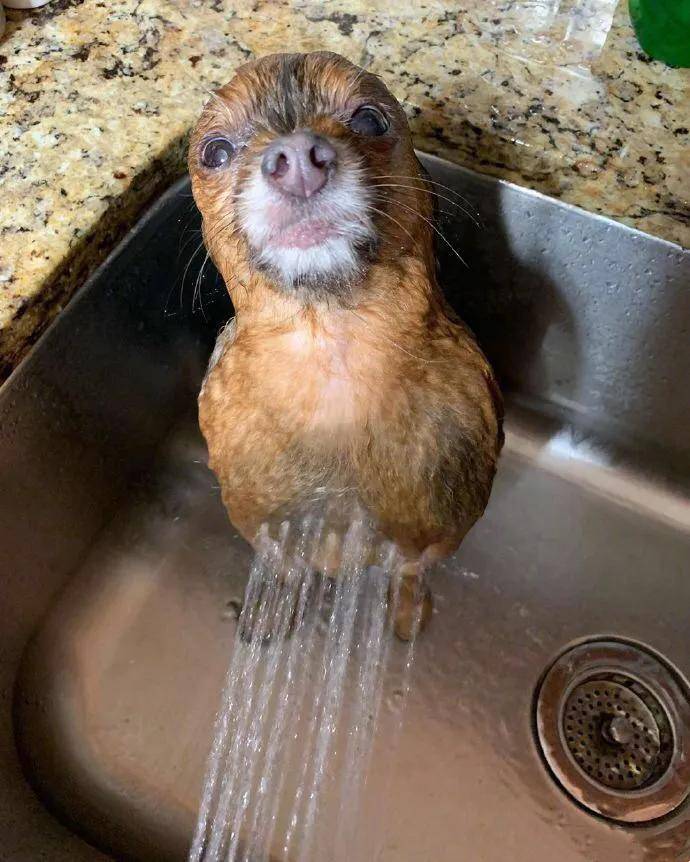 海豹|女生说的野餐VS男生说的野餐