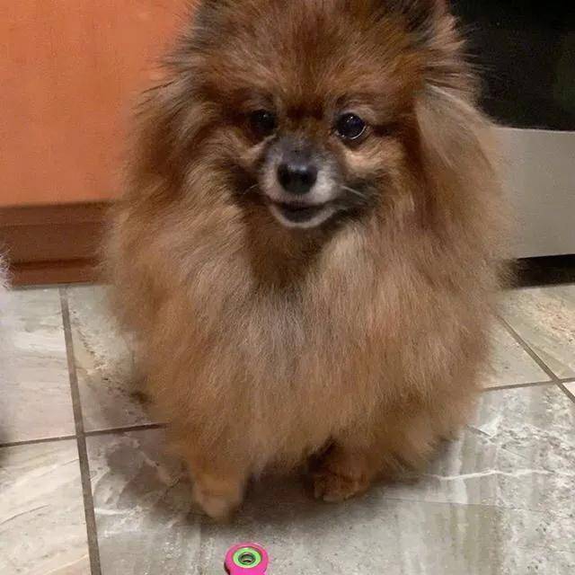 海豹|女生说的野餐VS男生说的野餐