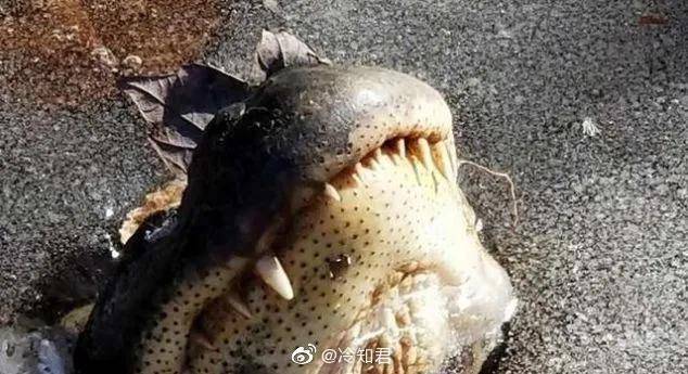 海豹|女生说的野餐VS男生说的野餐