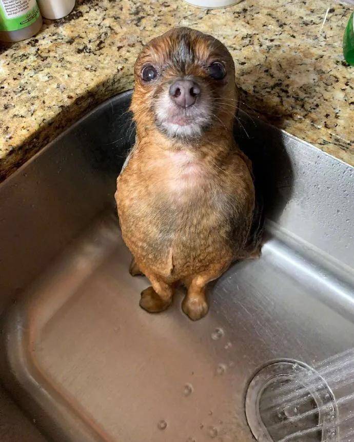 海豹|女生说的野餐VS男生说的野餐