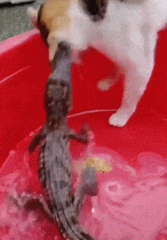 网友|我敢说这孩子的厨艺一定比我好!