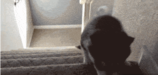 系里|从小就傻成这样，长大了咋整