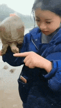 甲鱼|妹子你可真厉害,还敢把手指放在甲鱼嘴边,怎么样它不松口了吧