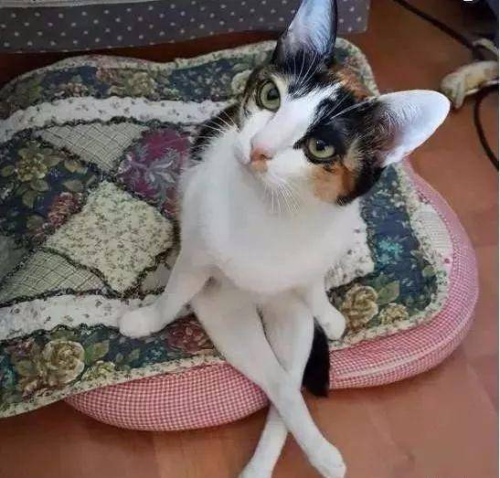 斧子|大姐，你这电车是新买的吧