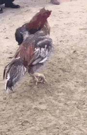 段子|爆笑GIF:妹子你一个手机聊不过来吗?