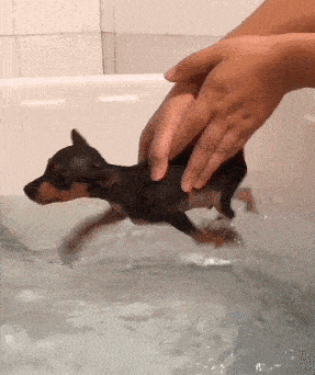 甲鱼|妹子你可真厉害,还敢把手指放在甲鱼嘴边,怎么样它不松口了吧