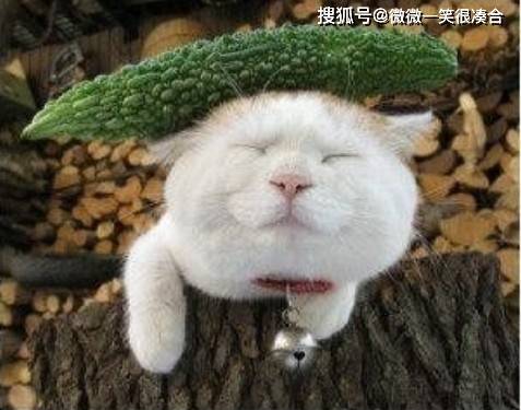 老师|为什么白鹭鸶总是缩着一只脚睡觉